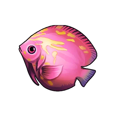 Poisson-ange à selle rose