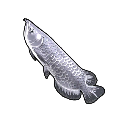 Arowana argenté