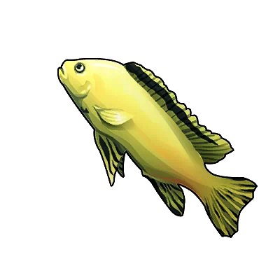 Chirurgien jaune